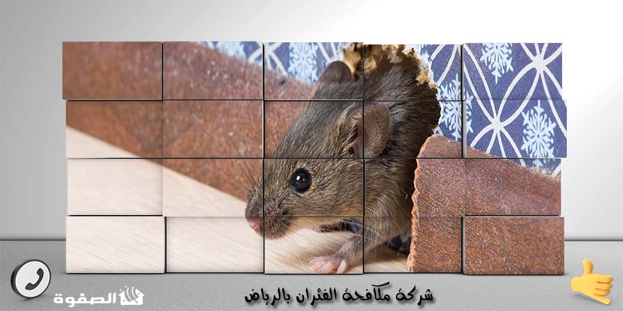 مؤسسة مكافحة الفئران بجدة