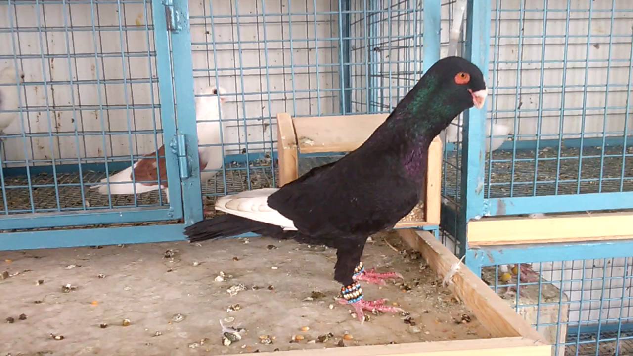 مؤسسة طارد حمام غرب جدة