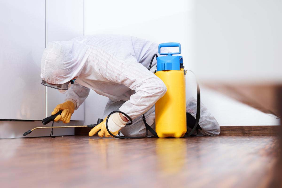 اسعار شركات مكافحة الحشرات بجدة