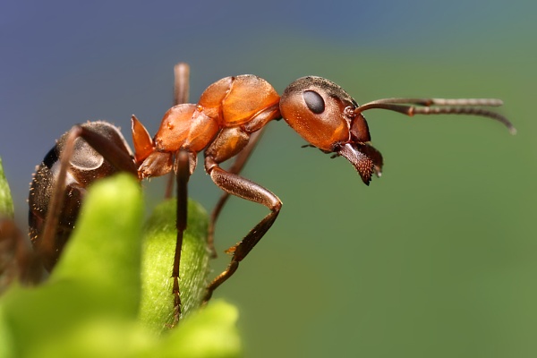 محلات بيع مبيدات حشرية بجدة