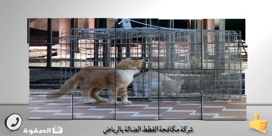 مؤسسة مكافحة القطط الضالة بجدة